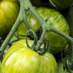Tomate stri�e Green Zebra bio