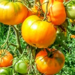 Tomate jaune Dr Wyche's bio