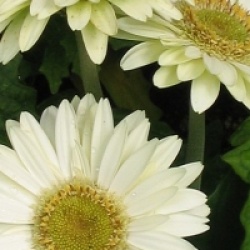 Gerbera jamesonii - Gerb�ra