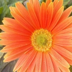 Gerbera jamesonii