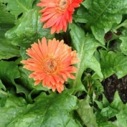 Gerbera jamesonii