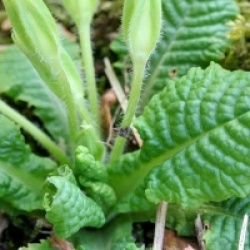 Primula vulgaris 'Traditional Yellows'