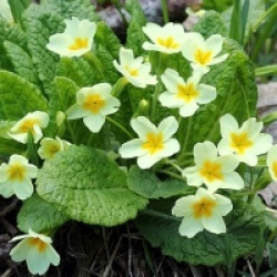 Primula vulgaris 'Traditional Yellows'