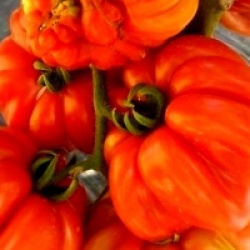 Tomate Zapotec Ribbed bio - Tomate Zapotec Ribbed bio