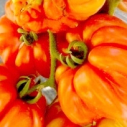 Tomate Zapotec Ribbed