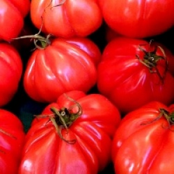 Tomate Zapotec Ribbed