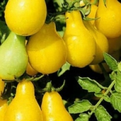 Tomate cerise jaune poire - Tomate cerise jaune poire