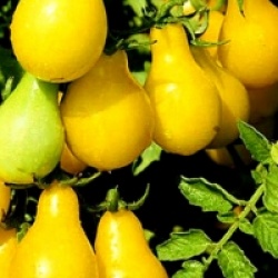Tomate cerise jaune poire bio