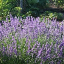 Lavandula angustifolia