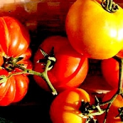 Tomate Big Rainbow bio