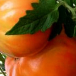 Tomate Big Rainbow - Tomate Big Rainbow