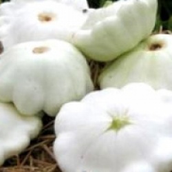 P�tisson blanc bio