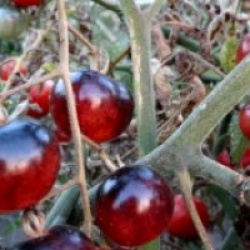 Tomate Indigo Blue Berries bio - Tomate Indigo Blue Berries bio