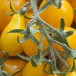 Tomate cerise jaune poire bio - Tomate cerise jaune poire bio