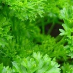 Persil fris� - Persil fris�