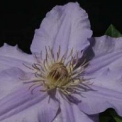 Clematis 'Angelique'