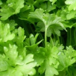 Persil commun plat bio