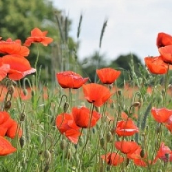 Coquelicots des Champs