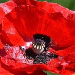 Papaver rhoeas