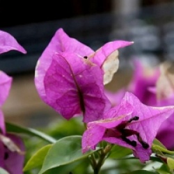 Bougainvillea spectabilis x glabra - Bougainvillier violet de M�ze