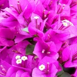 Bougainvillea spectabilis x glabra