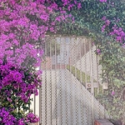 Bougainvillea spectabilis x glabra