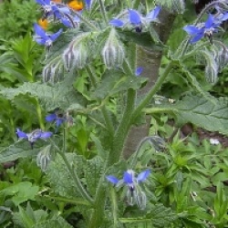 Bourrache bleue bio