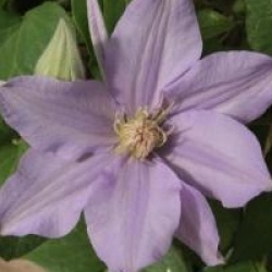 Clematis 'Angelique' - Cl�matite Ang�lique
