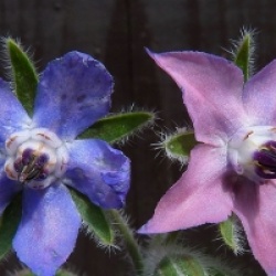 Bourrache bleue bio
