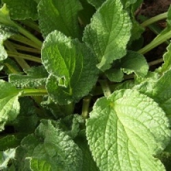 Bourrache bleue bio