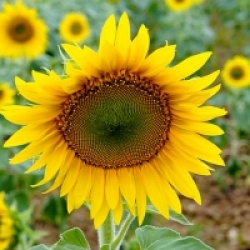 Tournesol commun