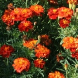 �illet d'Inde Bonita bio - �illet d'Inde Bonita bio