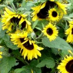 Tournesol � fleurs multiples