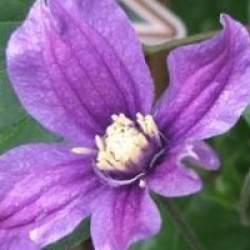 Clematis 'Arabella'