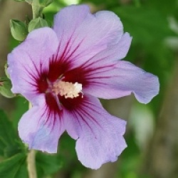 Hibiscus syriacus - Alth�a, Mauve en arbre