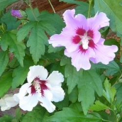 Hibiscus syriacus