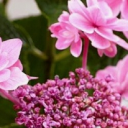 Hydrangea macrophylla 'Tinkerbell' 
