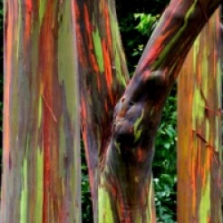 Eucalyptus deglupta