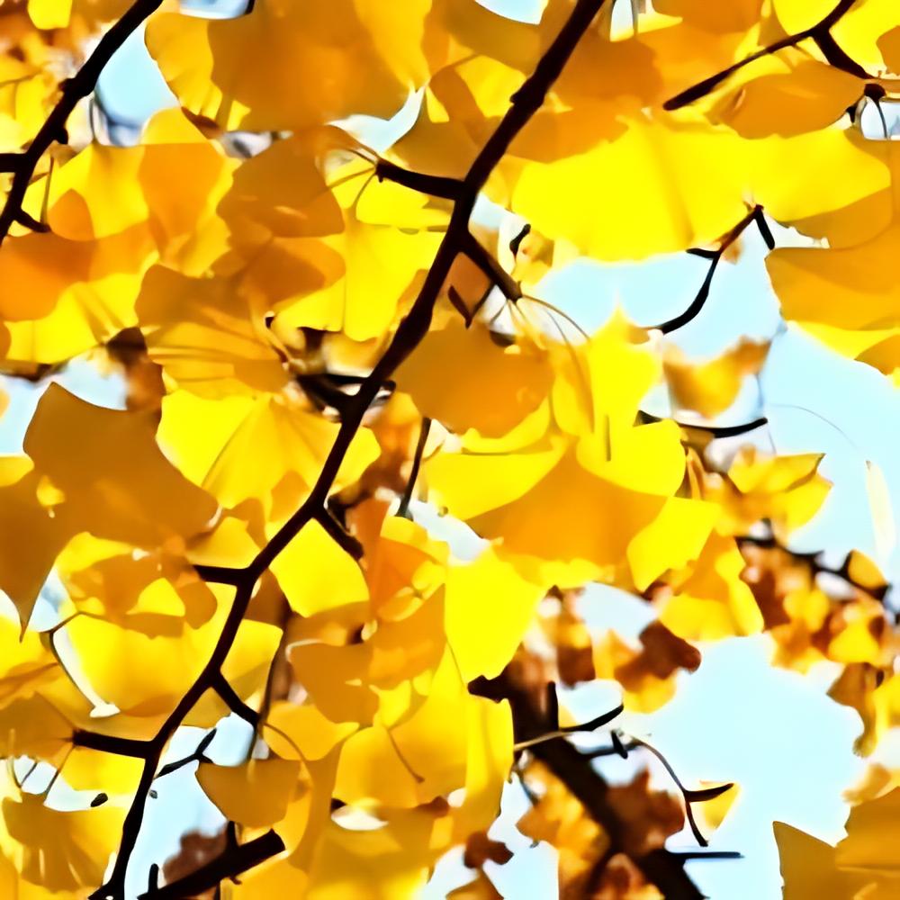 Ginkgo biloba - Arbre aux 40 �cus