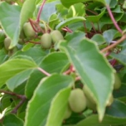 Actinidia arguta 'Issa�'