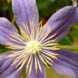 Clematis 'Arabella'