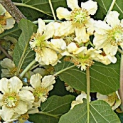 Actinidia deliciosa 'Tomuri' - Kiwi m�le, actinidier Tomuri bio