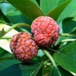 Maclura tricuspidata 