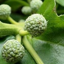 Maclura tricuspidata 
