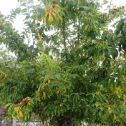 Maclura tricuspidata 