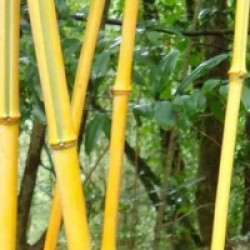 Phyllostachys aureosulcata