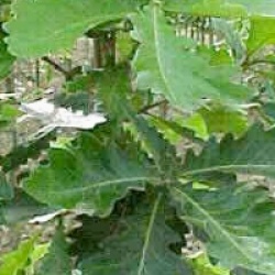 Quercus dentata 'Grandifolia'