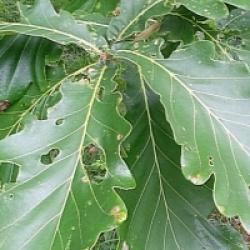 Quercus dentata 'Grandifolia'