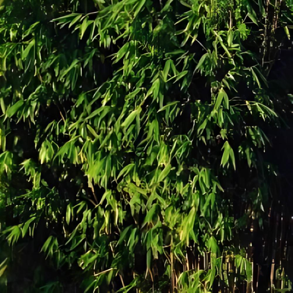 Fargesia murielae x nitida 'Obelisk' � - Fargesia Obelisk