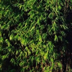 Fargesia murielae x nitida 'Obelisk' � - Fargesia Obelisk